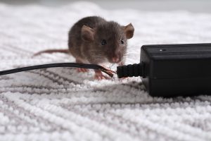 фото мышь с проводом