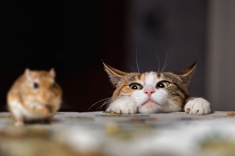 Поможет ли кошка избавить дом от мышей?Чистый Дом